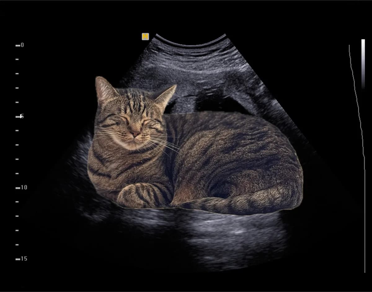 Bubby — Practitioner