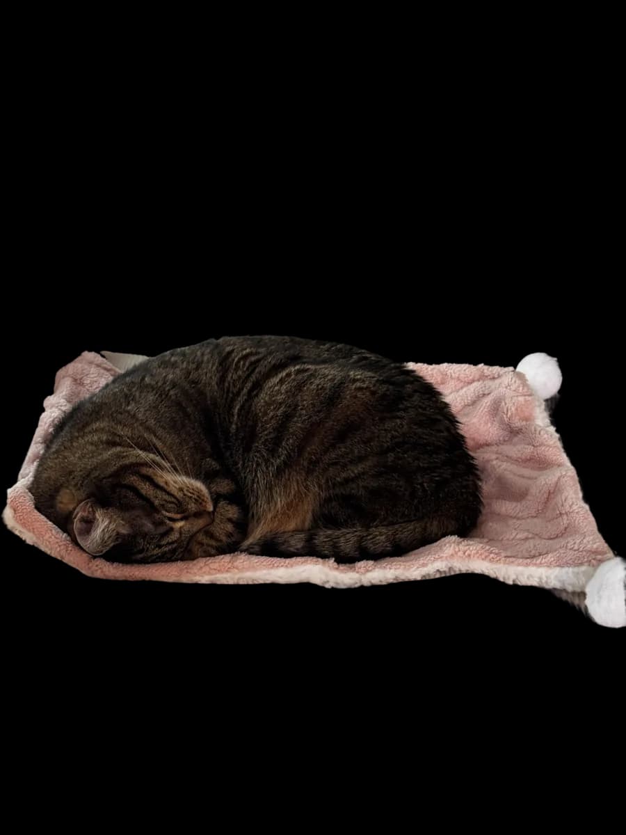 The Bubby Blanket